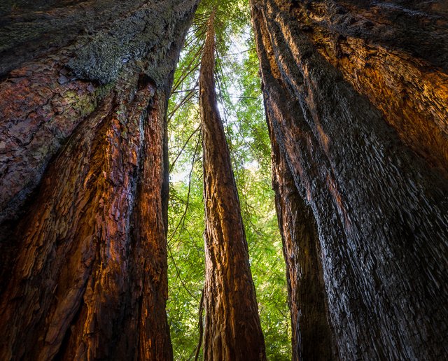 Redwoods of Big Basin, California